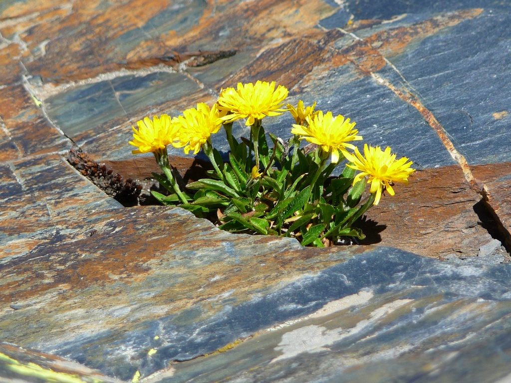 bouquet-vie-fleurs-roche-hourquette-heas