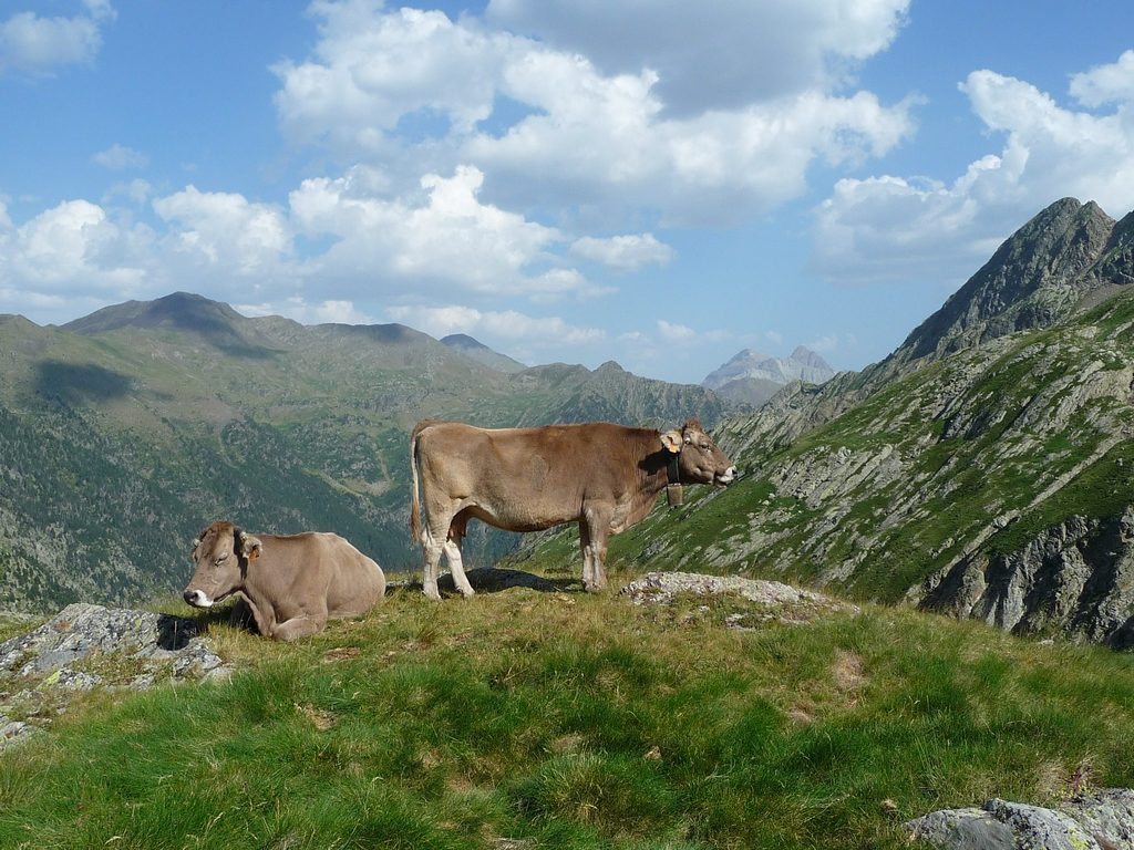 hauteurs-pastorales-vaches-iberiques-en-vallee-pinara